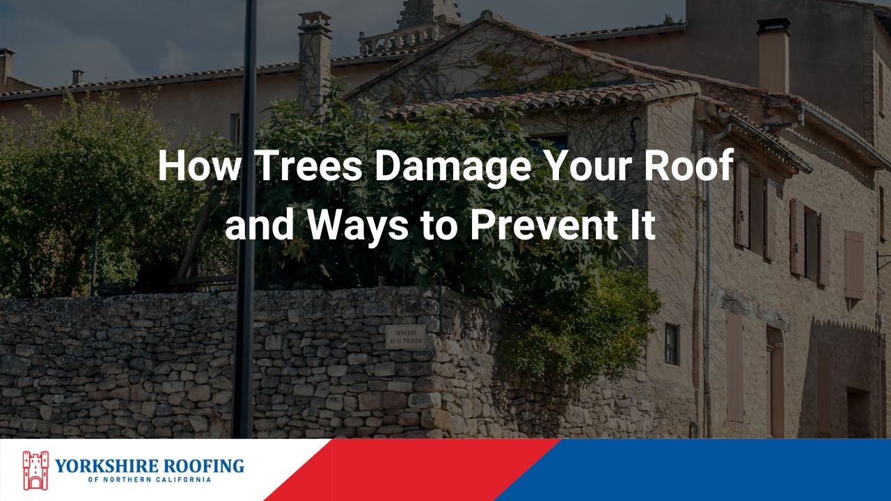 How Trees Damage Your Roof and Ways to Prevent It